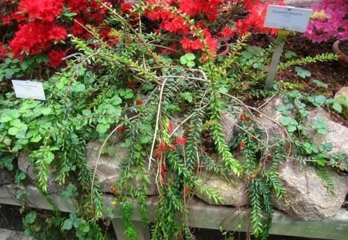 附生植物：植物能“自由”成什么样？教你几种“不要土”的附生植物...