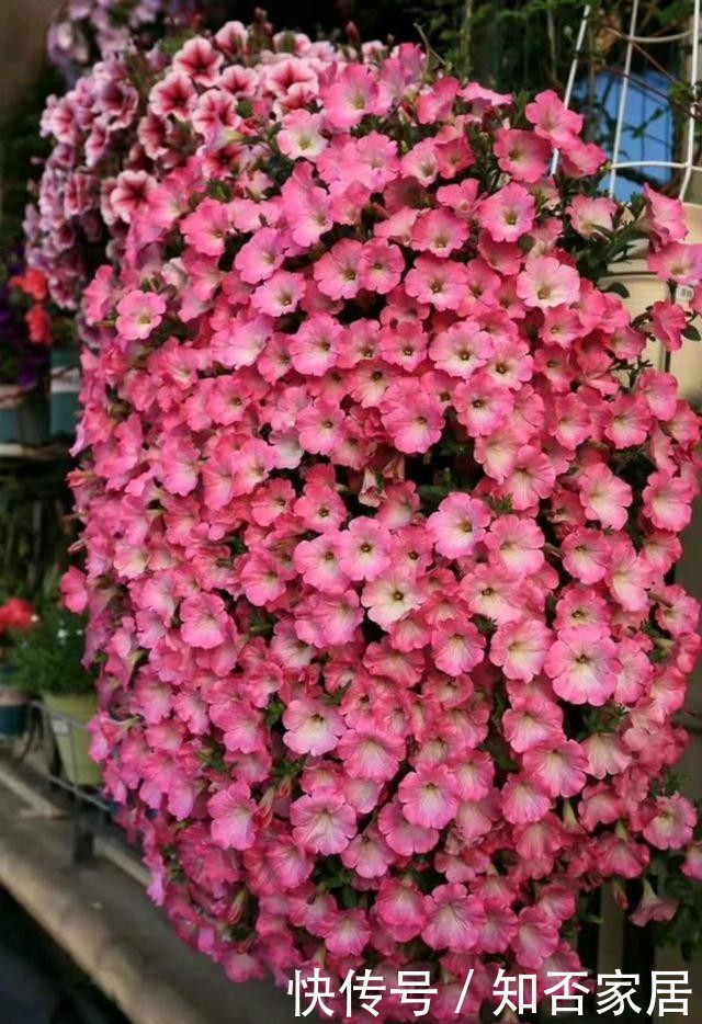  [便宜货]几种便宜货，5块钱买一盆，养在家爆炸式的开花，阳台变花海