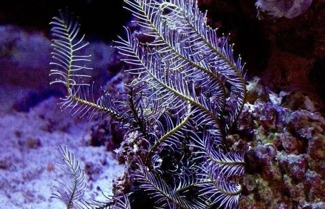  「喂食」传统海缸玩腻了？敢试试这个无光照海缸吗！
