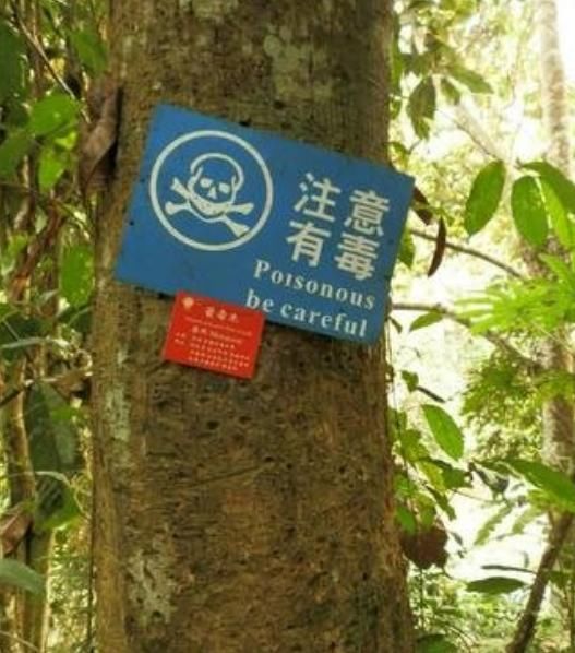  【大树】世界上最毒的树，中毒者在短时间内死亡，被人称为“见血封喉”