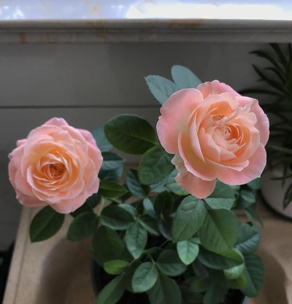  优秀■一种很优秀的开花植物，全年都开花，花色很漂亮，阳台盆栽也可以