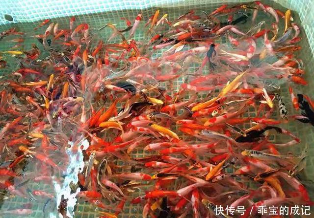  『养鱼老道』为什么说瞧不起饲养练手鱼的鱼友，其实就是瞧不起我们自己？