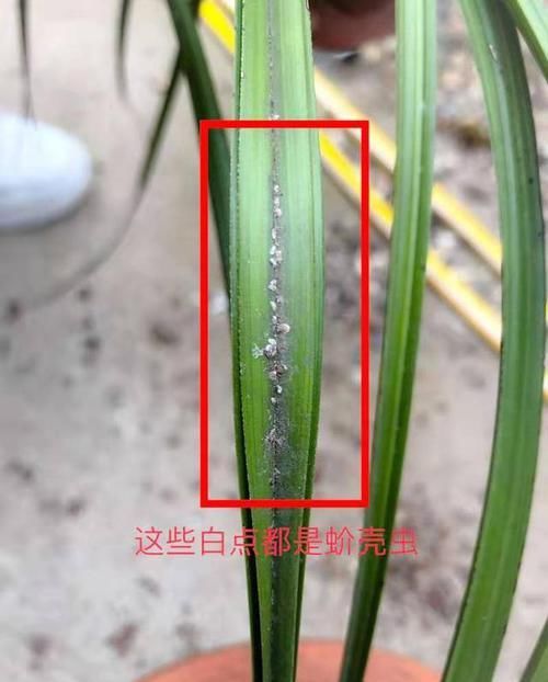  『蚧壳虫难清理干净』春季蚧壳虫病虫害活跃，兰花叶片上的白色颗粒刮擦刷治标不治本