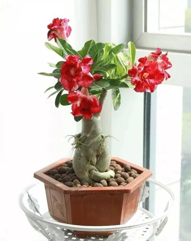  「属多肉植物」推荐八种高颜值多肉，好看又好养