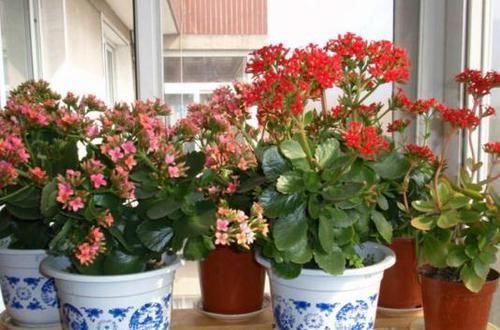  『都行』4种花，别“送人”，自家养多少盆都行