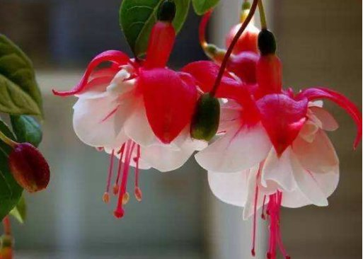  迷人：喜欢在家养殖花卉，就选这几款花卉，清爽迷人，充满温暖浪漫