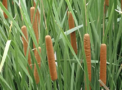  #大片#此种植物叫“香蒲草”，农村小溪边一大片，其实珍贵、用处多！