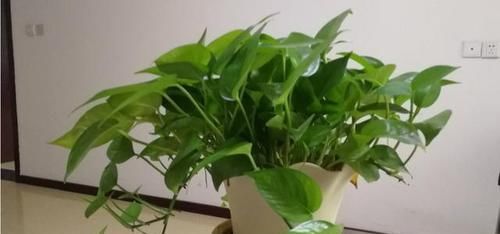  「浇水」勤快人喜欢养的三种花卉，喜欢水分不怕浇水，浇的越多越容易爆盆