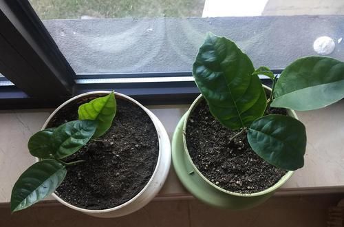  『菠萝蜜』种植技术：盆栽菠萝蜜可以结果吗，应该如何进行后期管理那？