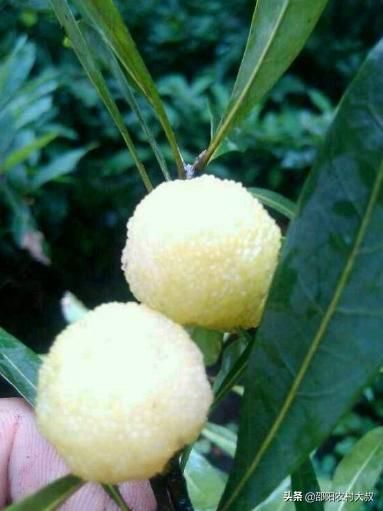 农村一种野果，有“果中玛瑙”的美誉，120元1斤农民的致富果