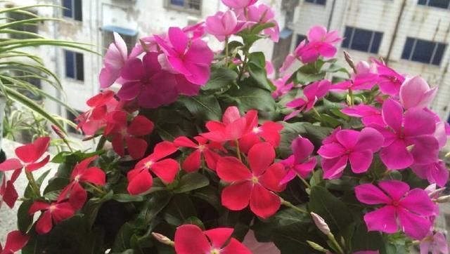  『枝繁叶茂』养四季梅这样修剪一下，开花多四倍，枝繁叶茂，一盆种出很多盆