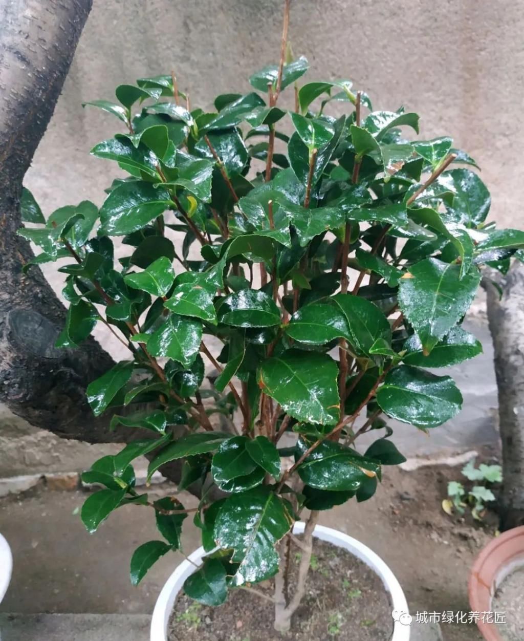  越多越好|茶花克瑞墨不是开花越多越好，小心抽芽太晚，出现大小年而不开花