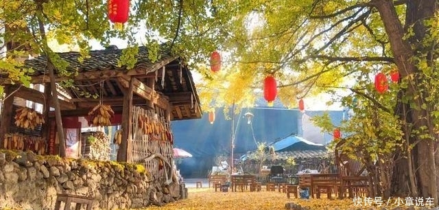 秋天的云南，哪个地方最美？这里的三千银杏，黄了整个世界