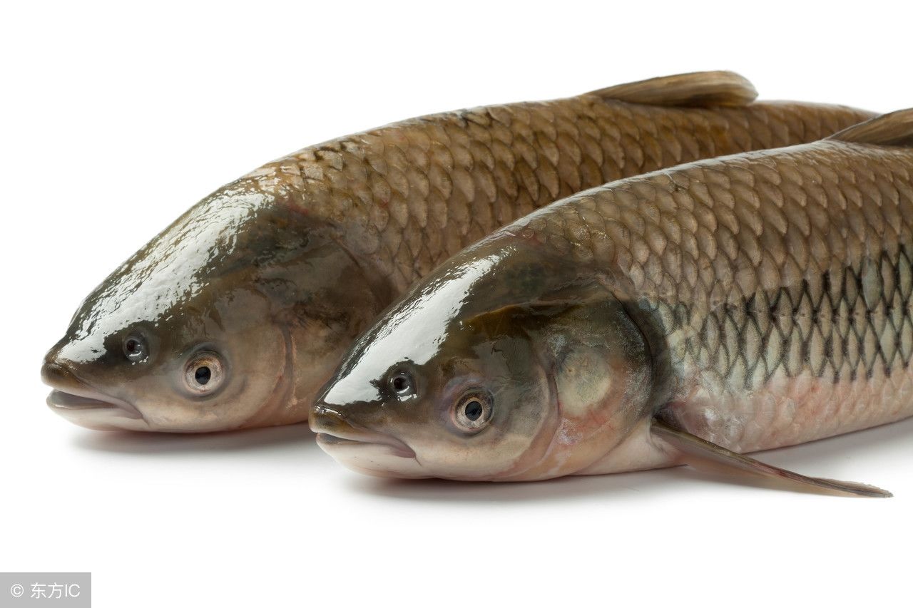 图解市场上最常见的12种食用鱼,总算分清楚了