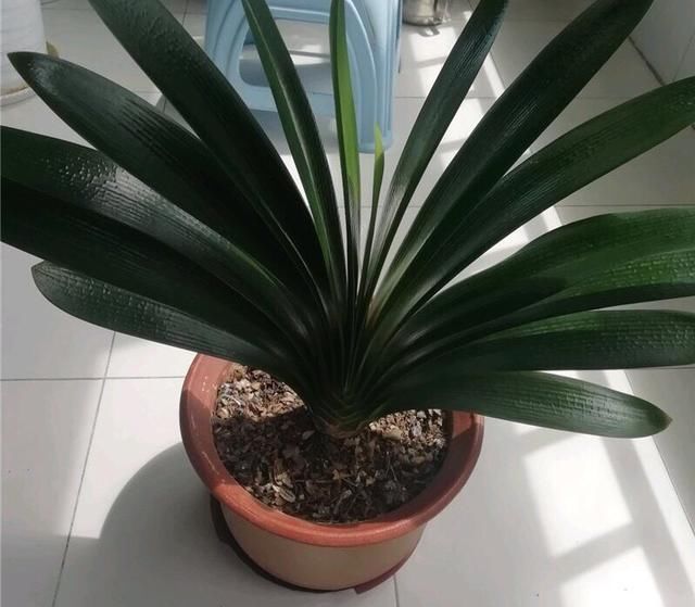  光照：家中“光照不足”，就养5种花，一盆比一盆茂盛漂亮，花美叶也美