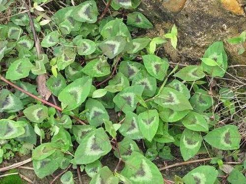  稀罕■果实像“炭渣”，吃了满嘴黑，儿时拿它当糖吃，老农却更