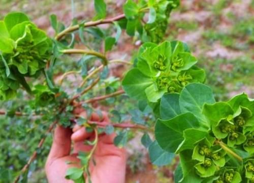  「药用价值」农村随处可见的野草，以前被老农们当杂草，却不知