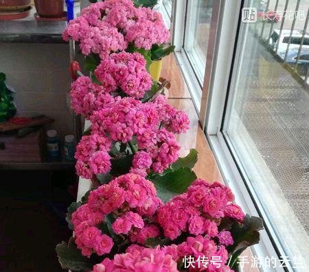  #懒人#阳台养几盆“懒人”花，个个花枝招展，一个月不浇水，也能猛开花
