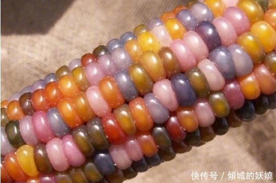  「玉米」农民种出带有“玉石”的玉米，非但没有高兴，反而气的