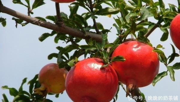 无花果:还在阳台种绿植现在流行养此些水果盆栽,好看又好吃