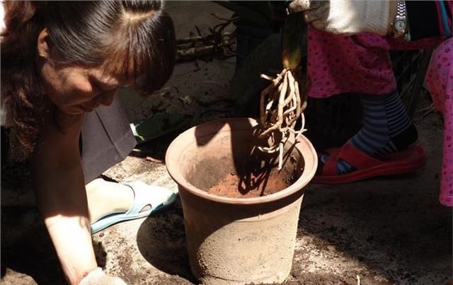  #栀子花#养了2年的栀子花，一换盆就死了，问题不在花身上，在你身上