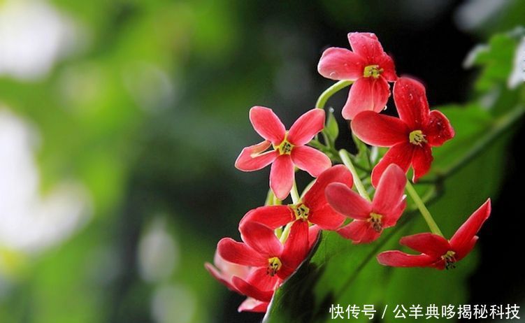 「郭使君」名字好听的3种花,使君子、紫鹅绒、?风铃椒,都见过的人不多