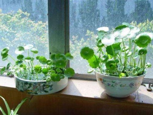  「烂根现象」乡间趣事！水培植物易烂根？做好这“4点”，根系嗖嗖长，叶片绿油油