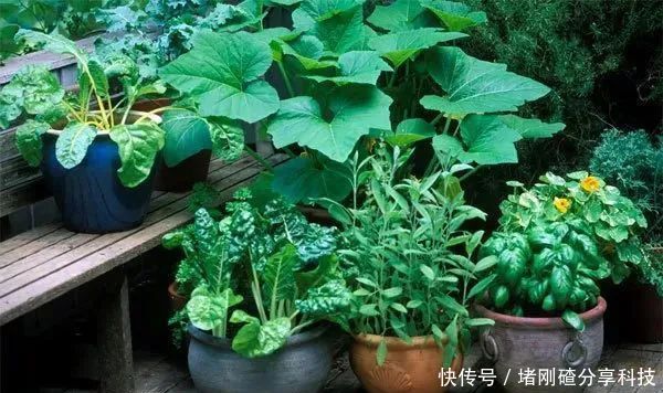 『蔬菜』有个花园不如种菜,菜能吃,花园也美,很棒的!