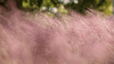 千亩紫色花海,网红音乐之旅……小编邀您打卡灌云,即刻启程!