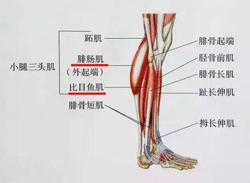 『小腿』高跟鞋不仅小腿粗,还会影响健康,试试这下小妙招!