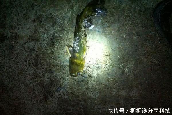 『蚯蚓』不要嫌太贵,钓鱼不是只能用蚯蚓,虾饵也能钓获黄颡和甲鱼