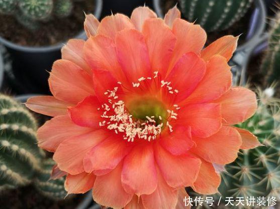  [图片作者]15种超级好养的花，不死鸟居然不是第一，“养花杀手”们试一试吧