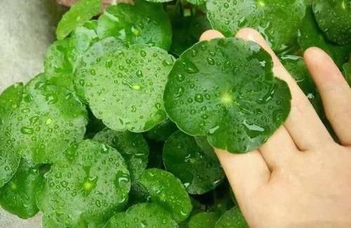  [比手]铜钱草长的慢，黄叶子，半水半土栽培，叶子比手大，1月挤爆花盆