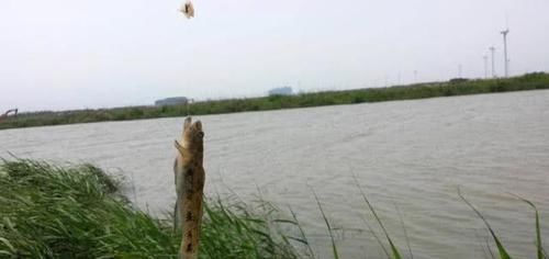  「地虎」此鱼名叫“爬地虎”头大鱼小，常趴在水底，肚子里没有多少东西