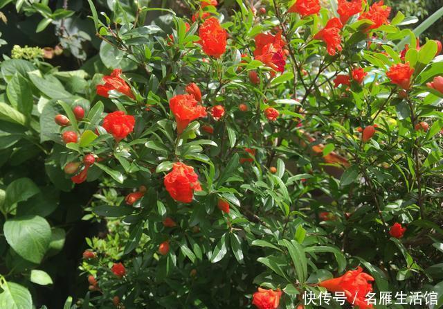  「盆栽」石榴盆栽的盛花期到了，做到这几点，叶绿花艳、越开越多能结果