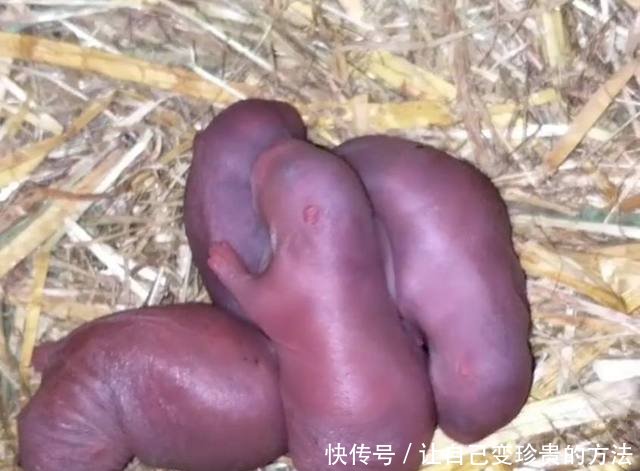 农村大学生竹林里放养的“它”，单只重五斤，可卖四五十一斤！