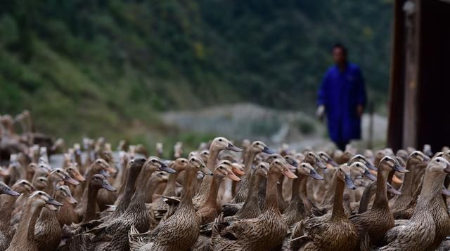  [蛋鸭]养鸡鸭的养殖家，如何给鸡鸭下蛋？ 其实很简单