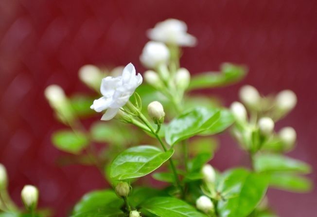  茉莉花的花|此花有花中黄金之称，外观呆萌又可爱，有人间第一香的美誉