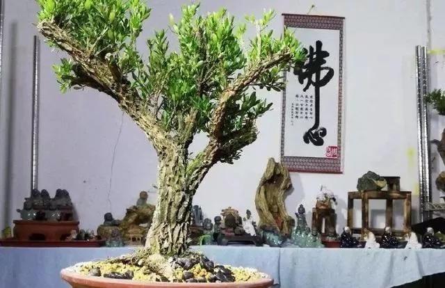  [南方]10年前一盆上万，10年后一盆十块，烂大街的黄杨，被玩坏的盆景