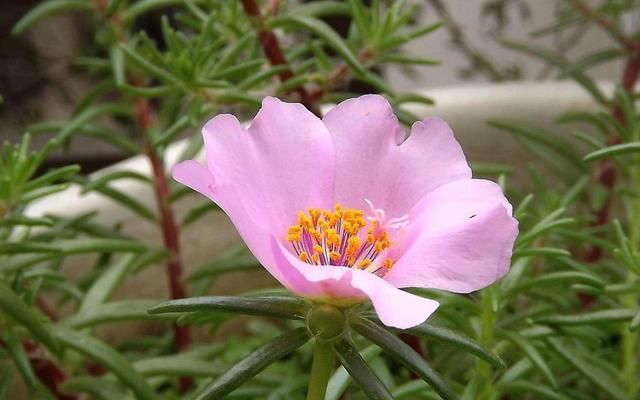  家里|3种花漂亮又好养，花色丰富能爆盆，家里养一盆，养出美丽小花园