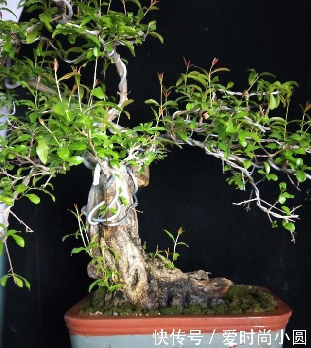 2019盆景大师最新佳作欣赏,树干伏俯而旁逸,姿态灵动,意象生动