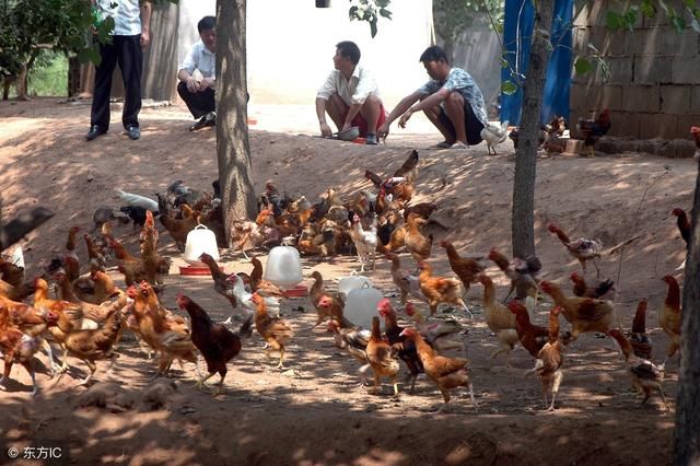 农村养1000只土鸡一年能赚多少钱?成本和利润