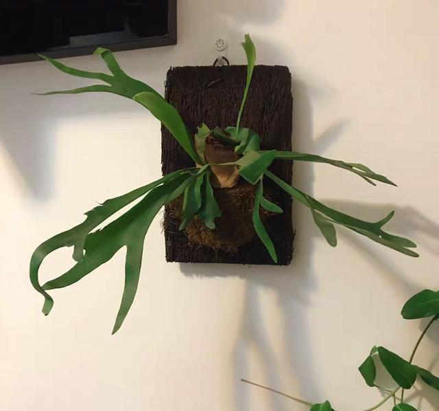  「荷叶铁线蕨」6种适合卫生间养的蕨类植物，耐阴好养活，杀菌去异味！