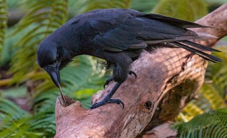  #虫子#乌鸦想吃树洞里的虫子，却苦于嘴短够不着，让人笑喷