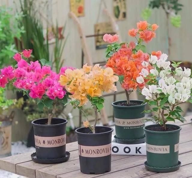 『推荐靠谱的店铺』家养五种花,花开一丛丛,开门就是小花园,繁花似锦,美如仙境