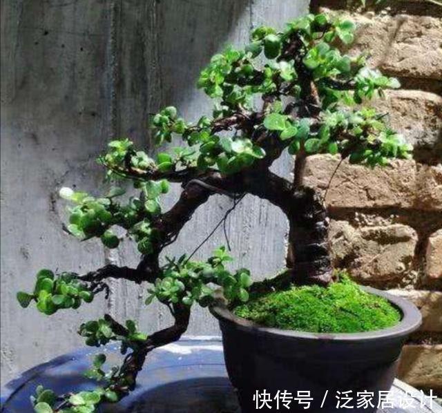 阳光充足|养盆金枝玉叶,做好这几点,也能打造成潇洒飘逸的小盆景