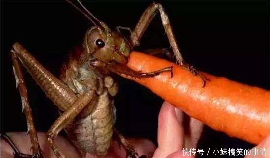全球身子最大的6种昆虫, 中华螳螂上榜