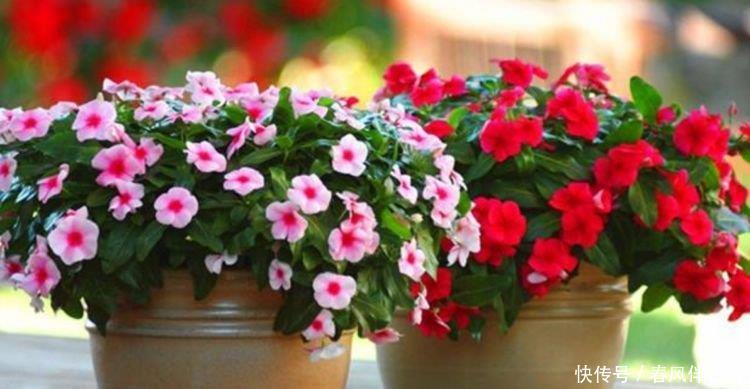  『试试』养花试试这几款，花开繁盛花香怡人，妖艳妖娆，层层交叠