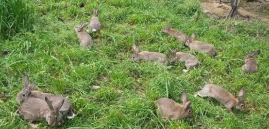 农民养殖一种野味，城里人经常来上山抓捕，一只可以卖到200块