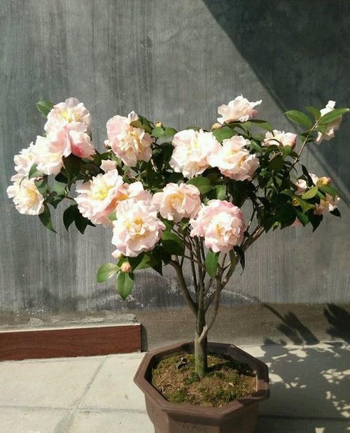  适合：春天养这几款小花，娇小不占地，花儿轻松开爆盆，适合阳台盆栽